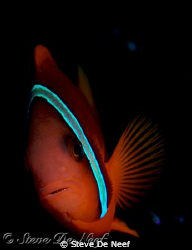 clownfish at san miguel tires in dauin, negros. by Steve De Neef 